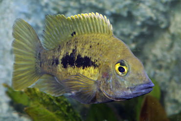Ptychochromis grandidieri