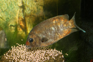 Herotilapia multispinosa