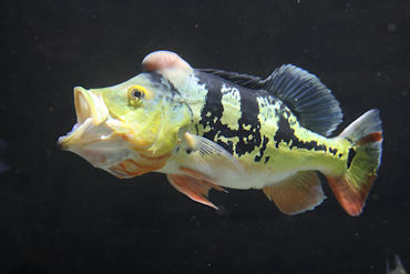 Cichla monoculus