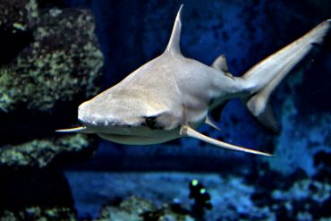 Blacktip reef shark