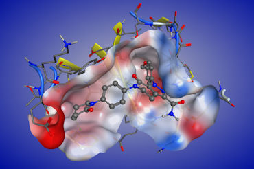 Apixaban in complex with Factor Xa