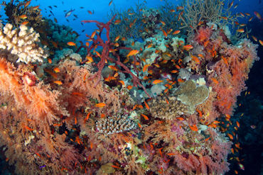 Coral reef