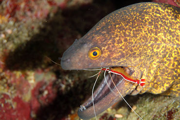 Moray Eel