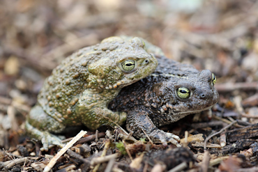 Natterjack toad