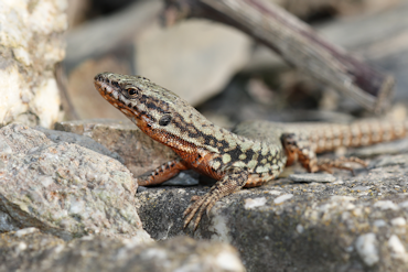 Wall lizard