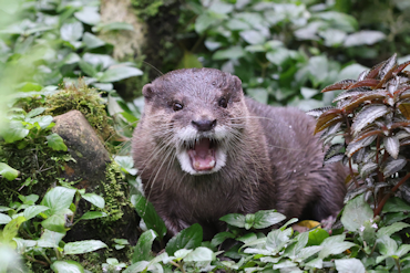 Otter