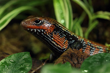 Fire Skink