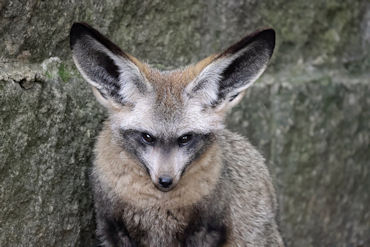 Bat-eared Fox