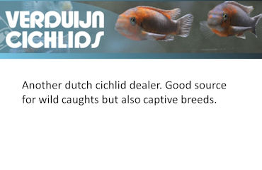 Verduijn Cichlids