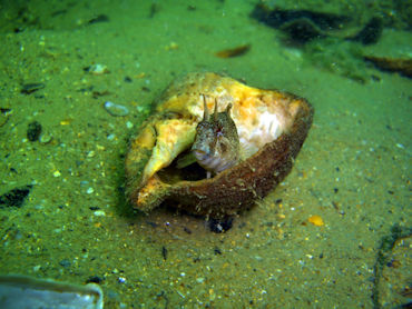 Blennius