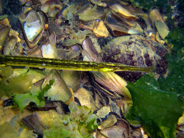 Pipefish