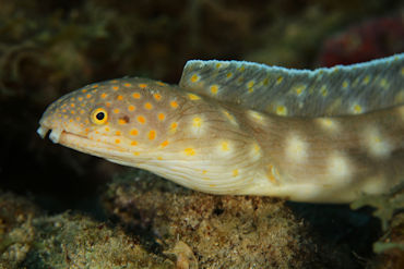 Eel