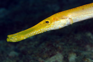 Trumpet Fish