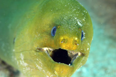 Green Moray