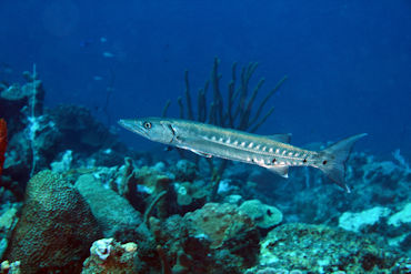 Barracuda