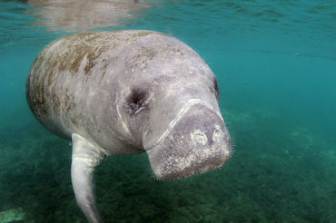 Manatee