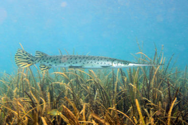 Alligator Gar