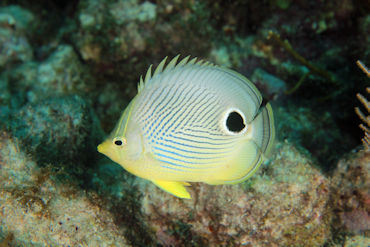 Butterflyfish