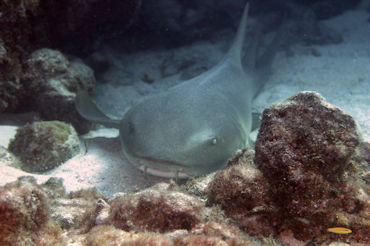 Nurse Shark