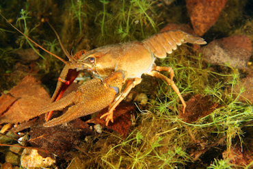 Crayfish