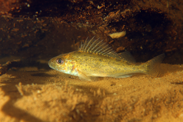 Eurasian Ruffe