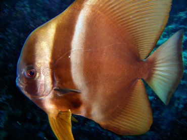 Bat fish