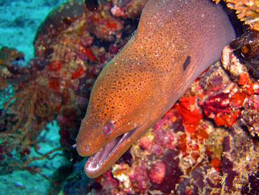 Moray eel