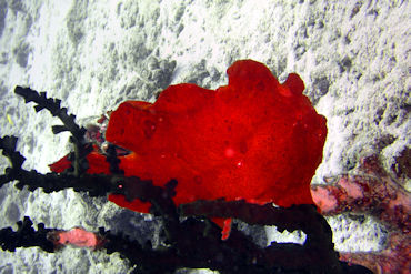 Frogfish