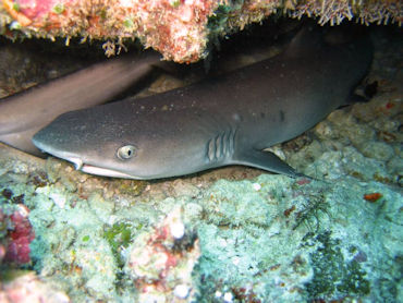 Whitetip Reefshark