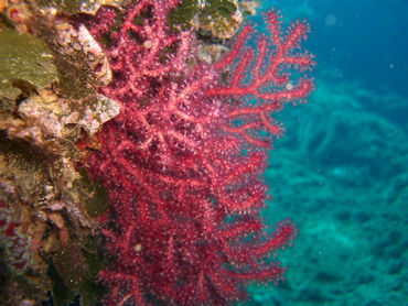 Red Coral