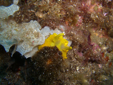 Nudibranch