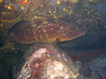 Grouper