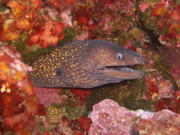 Moray