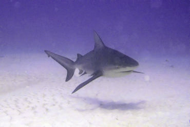 Bull Shark