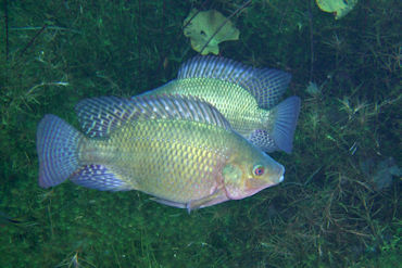 Tilapia