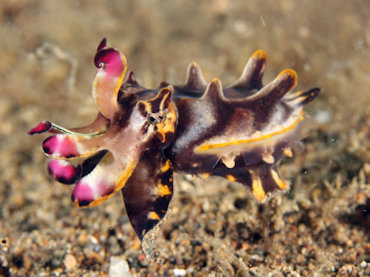 Flambuoyant Cuttlefish