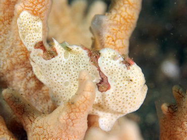 Frogfish