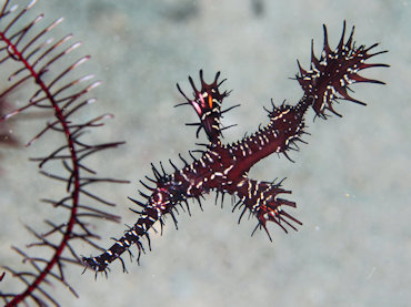 Ghost pipe fish