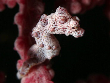 Pygmy Seahorse