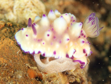 Nudibranch