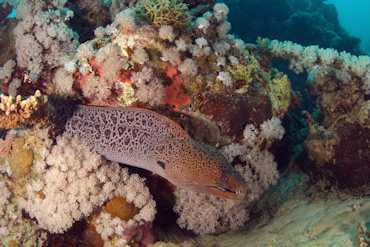 Moray Eel