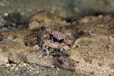 Crocodile Fish