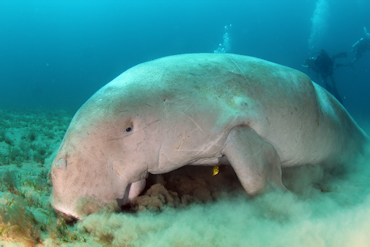 Dugong